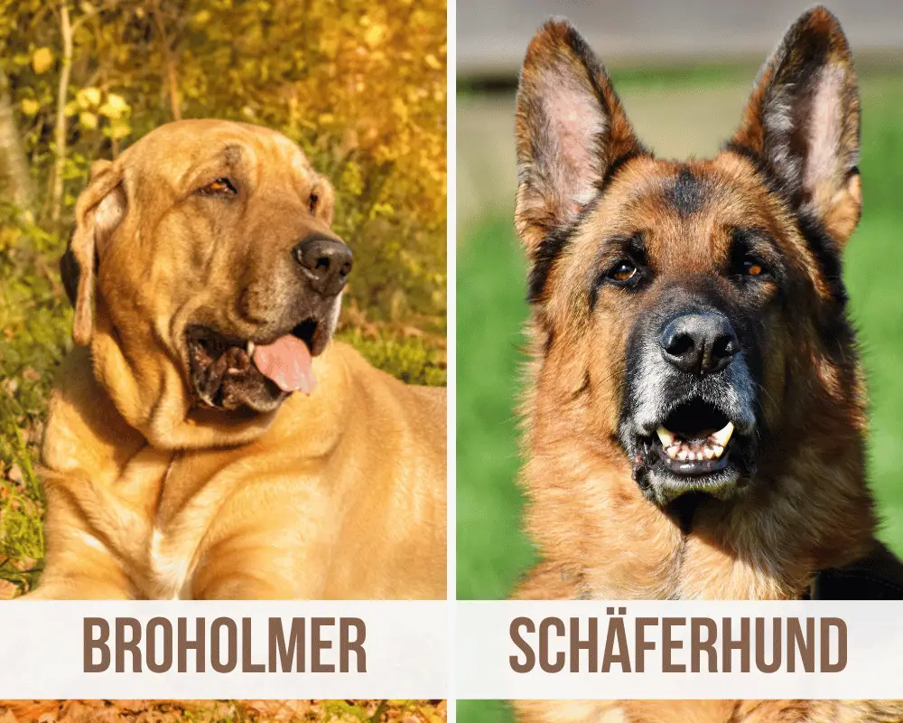Broholmer Schäferhund Mix