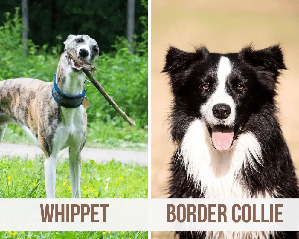 Whippet Border Collie Mix