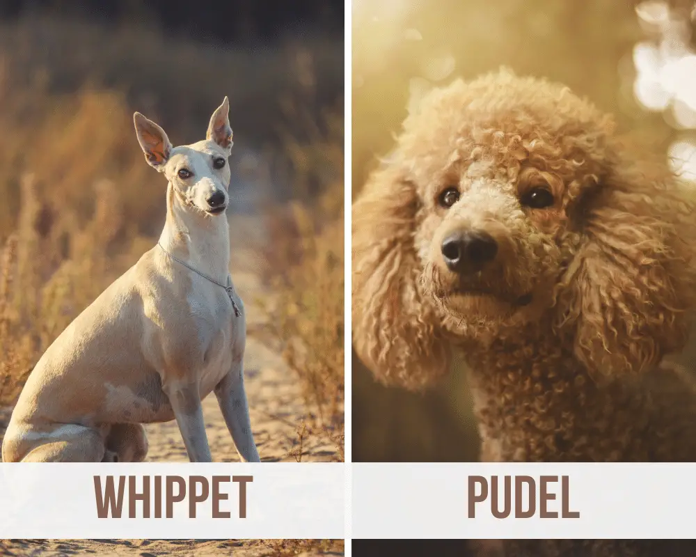 Whippet pudel Mix