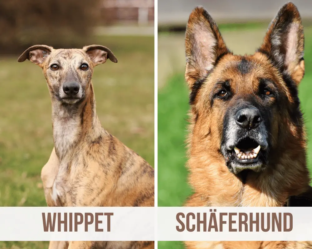 Whippet schäferhund Mix