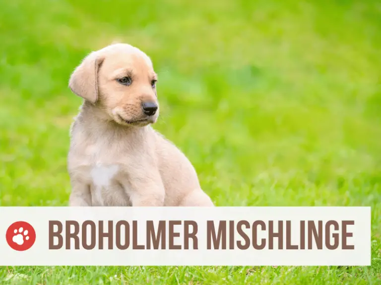 Broholmer Mix: Die 9 beliebtesten Broholmer Mischlinge