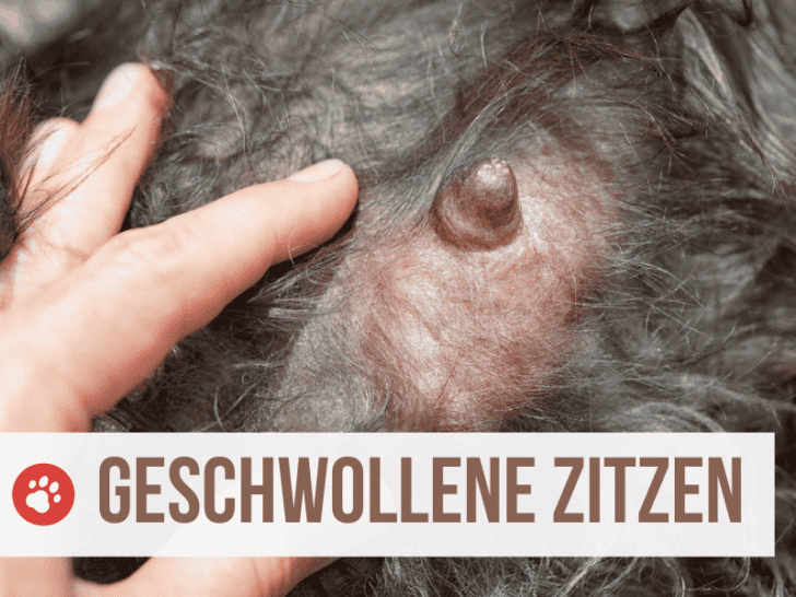 Geschwollene Zitzen bei Hündin und Rüde: 10 Ursachen und Behandlung