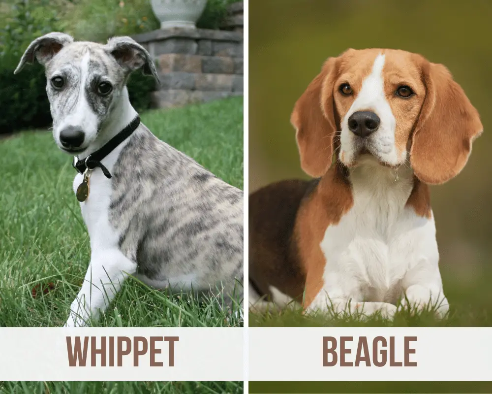whippet beagle mix