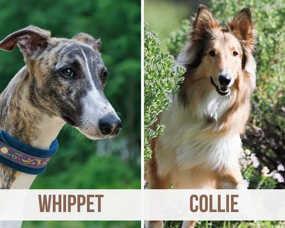 whippet collie mix