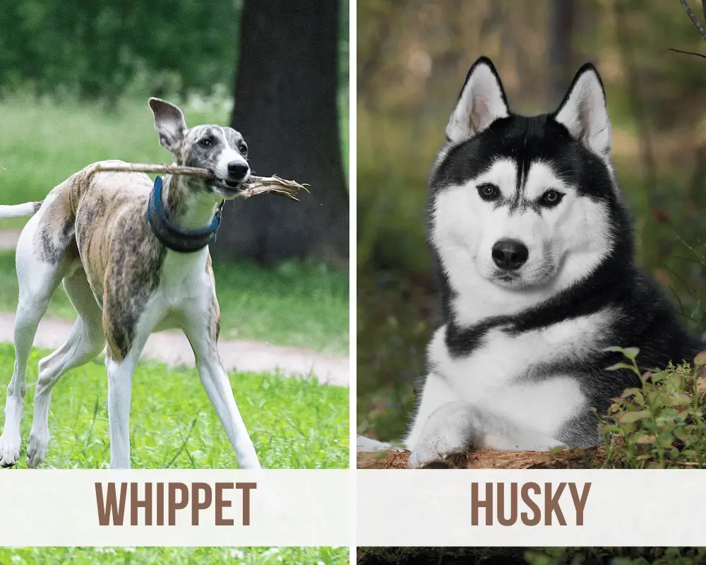 whippet husky mix