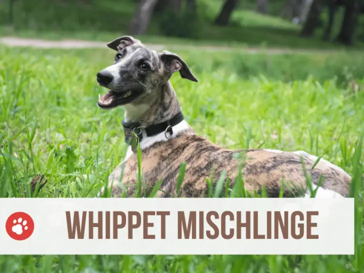 Whippet Mix: Die 12 beliebtesten Whippet Mischlinge