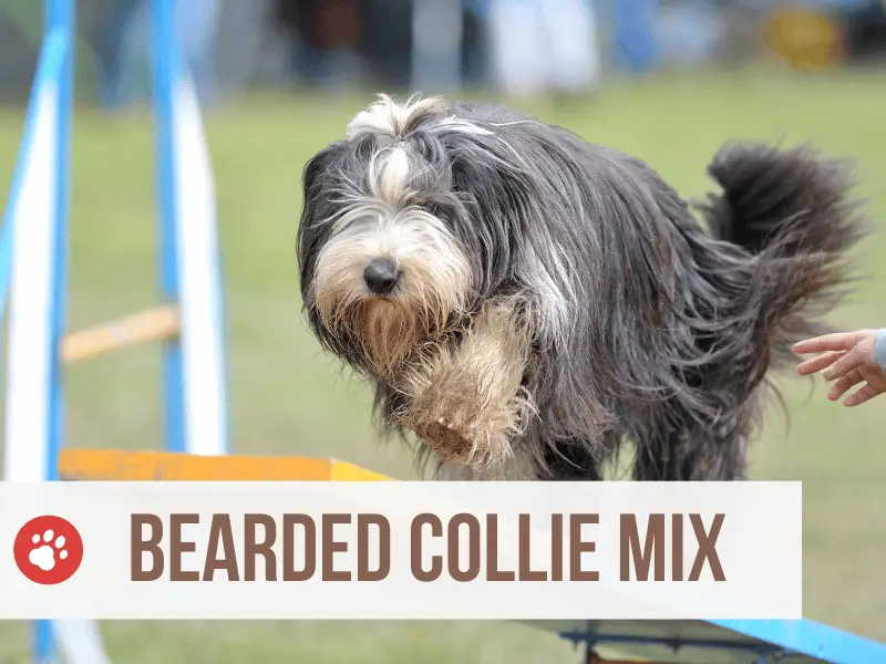bearded collie mix mischlinge