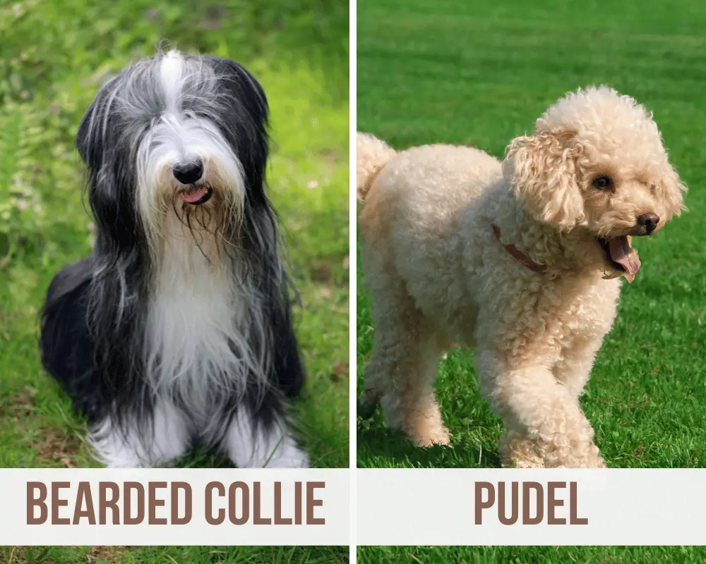 bearded collie pudel mix