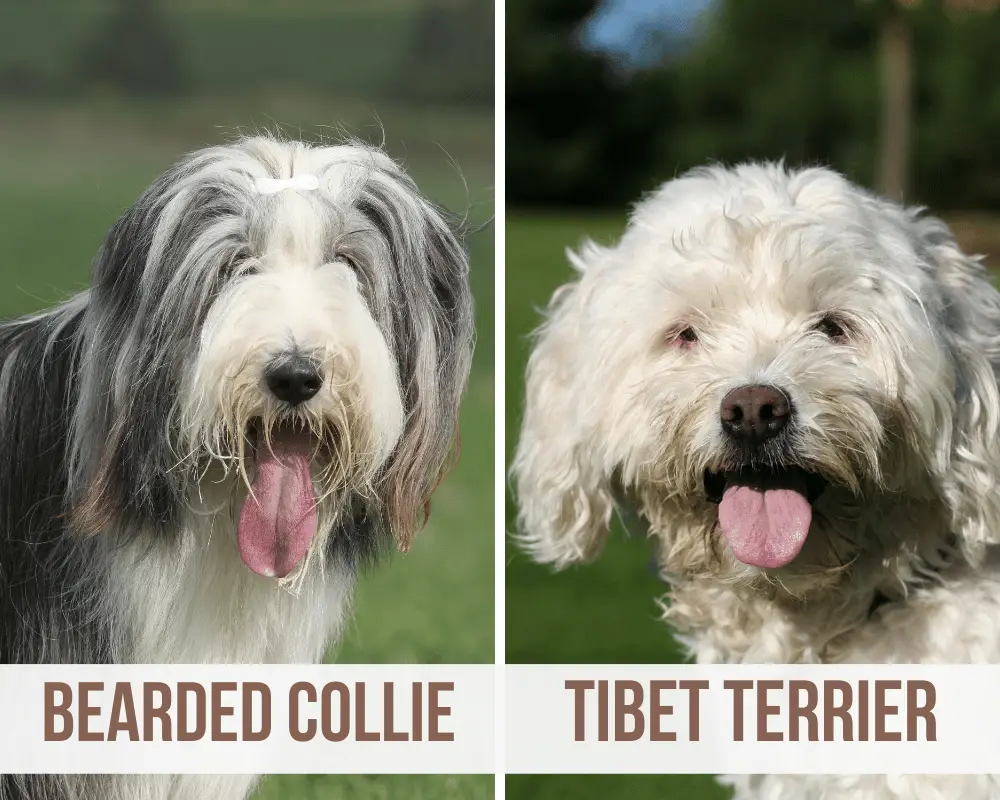 bearded collie tibet terrier mix