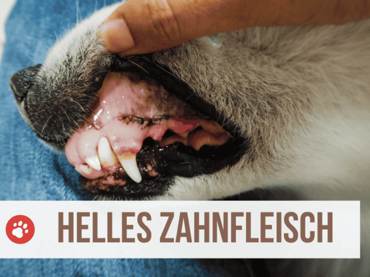 Am Wievielten Tag Hündin Decken Lassen Sollte ich meine Hündin decken lassen?