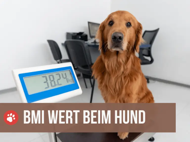 BMI Wert beim Hund: Sinnvoll oder nicht? [mit Rechner]