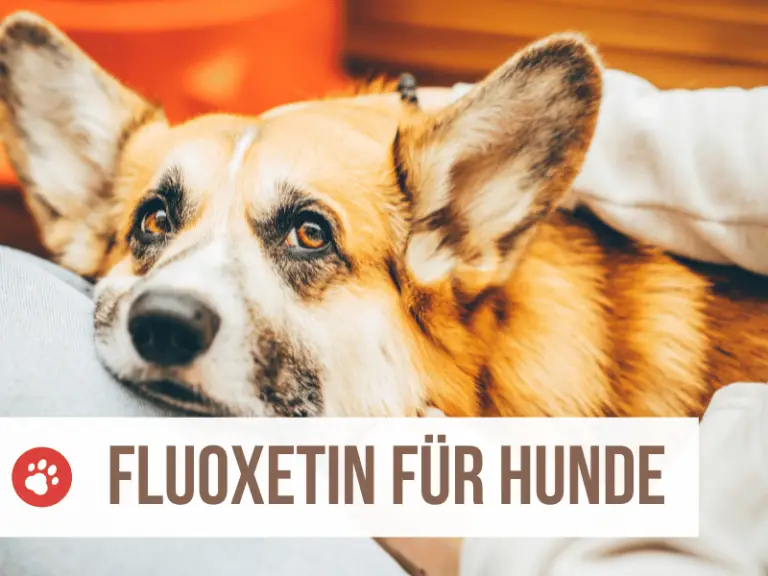 Fluoxetin für Hunde: Wozu ein Antidepressivum?