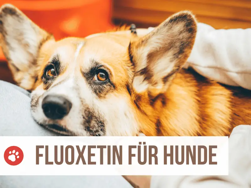 fluoxetin hund