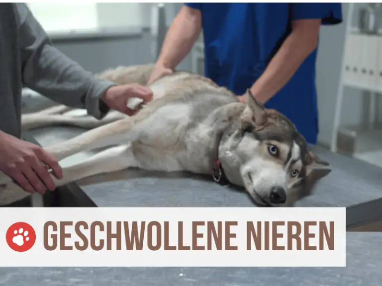6 Gründe für geschwollene Nieren bei deinem Hund: Unbedingt zum Tierarzt!