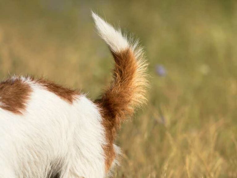 Kahle Schwanzspitze beim Hund: 5 Ursachen und Behandlung