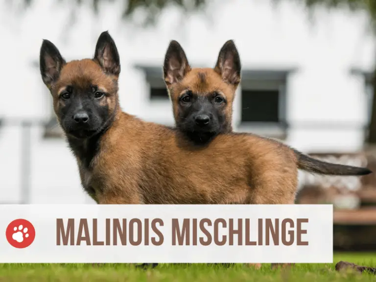 Malinois Mix: Die 13 beliebtesten Malinois Mischlinge