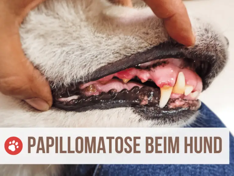 Canine Papillomatose beim Hund: Tipps gegen die Warzen im Mund