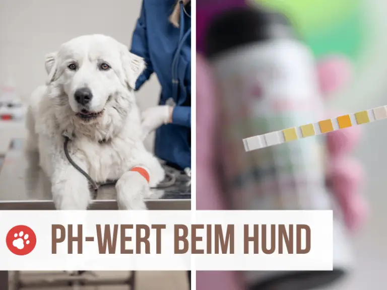 pH-Wert beim Hund: Alle Infos & Tipps