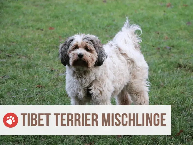 Tibet Terrier Mix: Die 13 beliebtesten Tibet Terrier Mischlinge