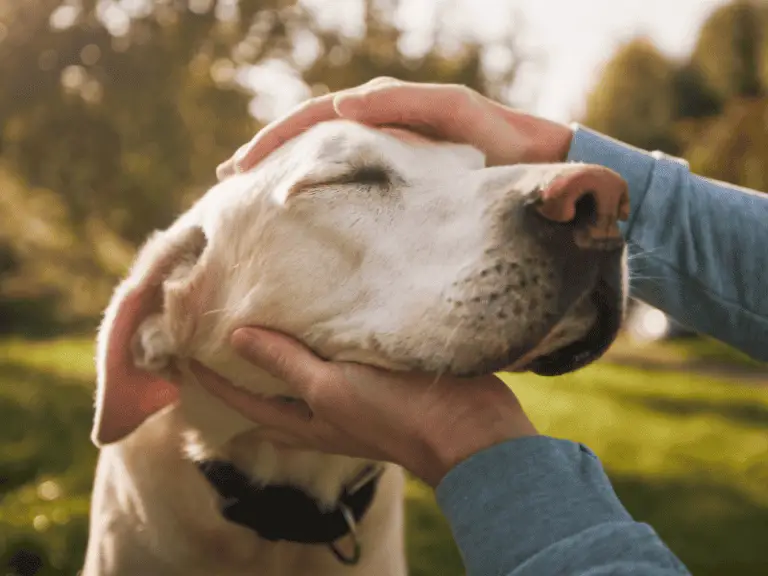 Alterstaubheit beim Hund: Tipps für deinen schwerhörigen Senior-Hund