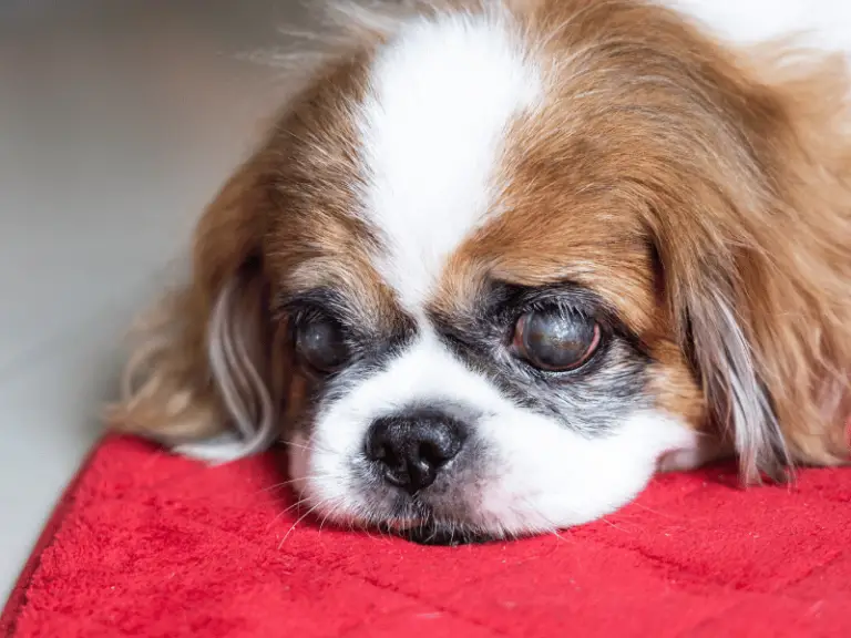 5 Gründe warum dein Hund einen hellen Punkt im Auge hat