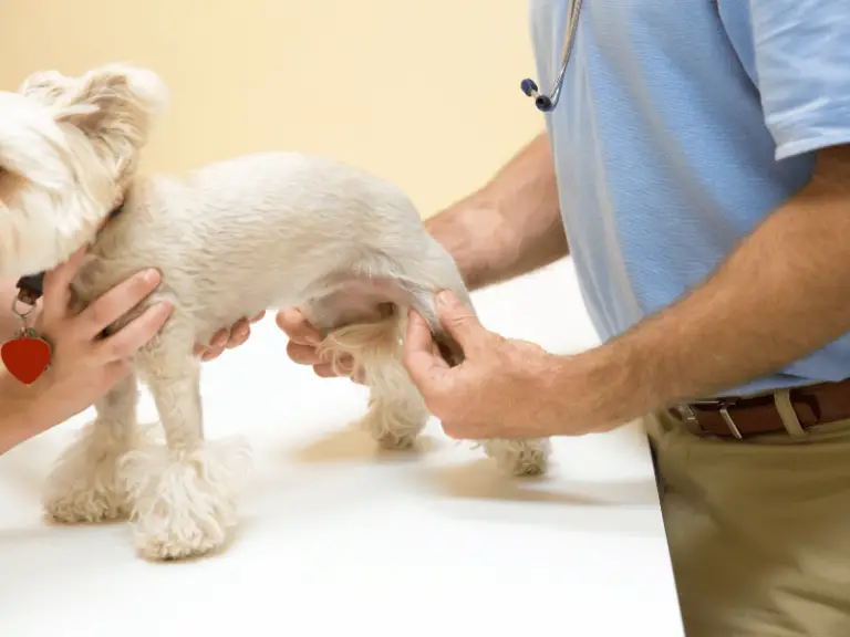 6 Ursachen für ein Geschwollenes Sprunggelenk bei deinem Hund