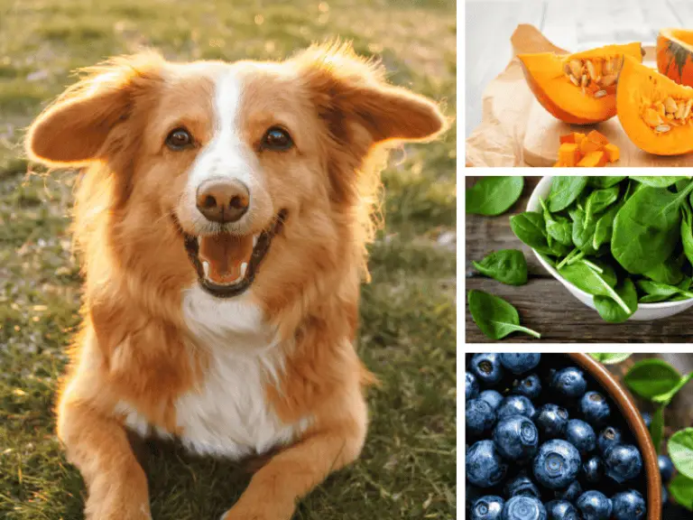 Top 5 Superfoods um deinen Hund fit zu halten