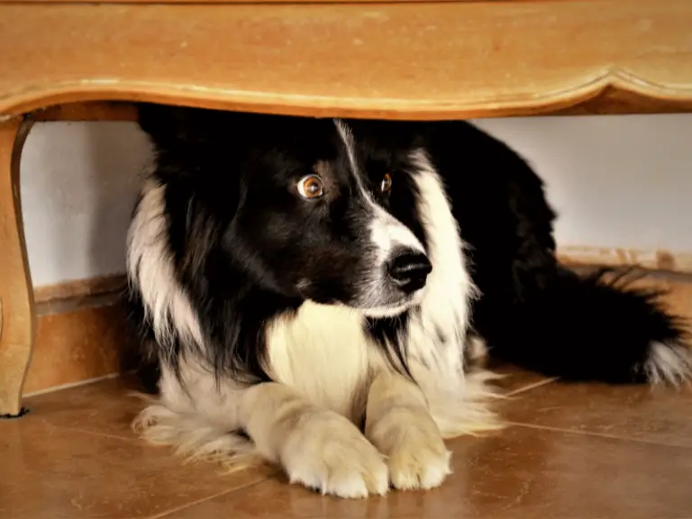 Trazodon für Hunde: Angstlöser richtig eingesetzt