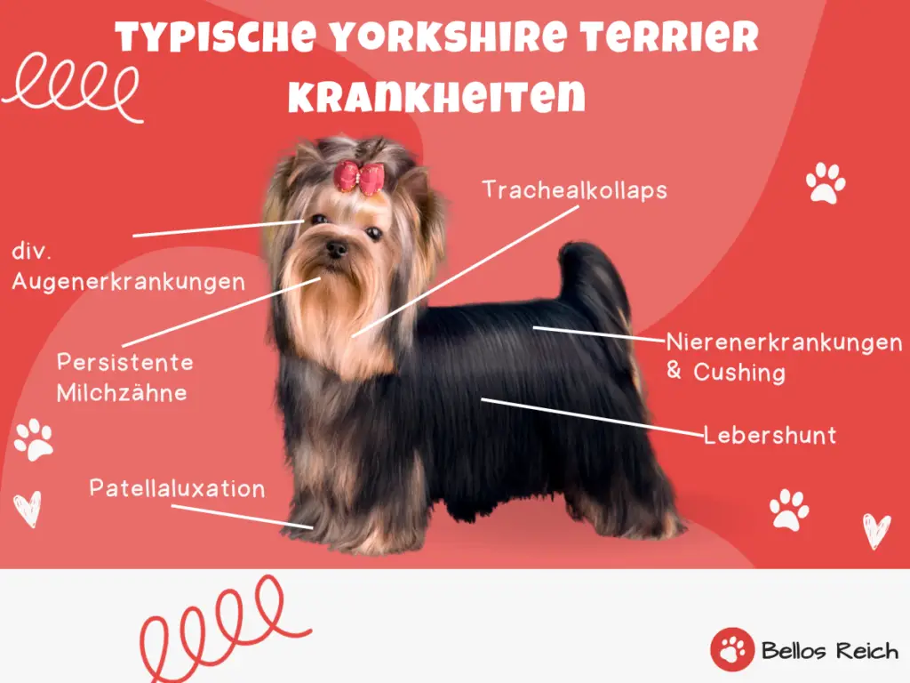 typische yorkshire terrier krankheiten infografik