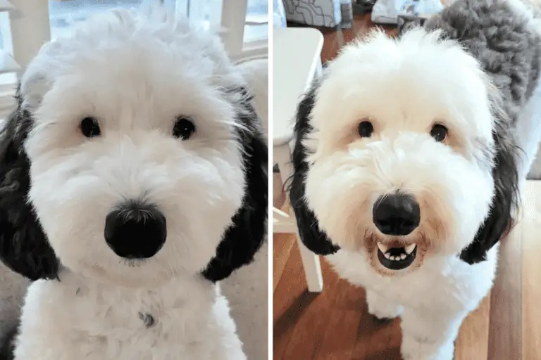 Bayley, ein Mini-Shepadoodle, sieht aus wie Snoopy