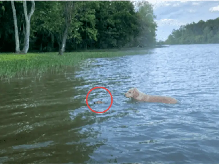 Heldenhafter Goldendoodle springt in einen See um ein Rehkitz vor dem Ertrinken zu retten