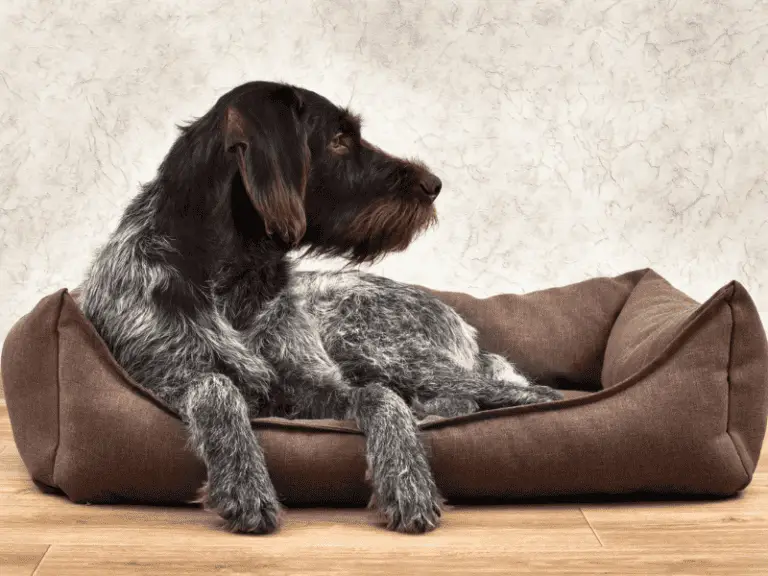 Orthopädisches Hundebett für deine Fellnase: Sinn oder Unsinn?