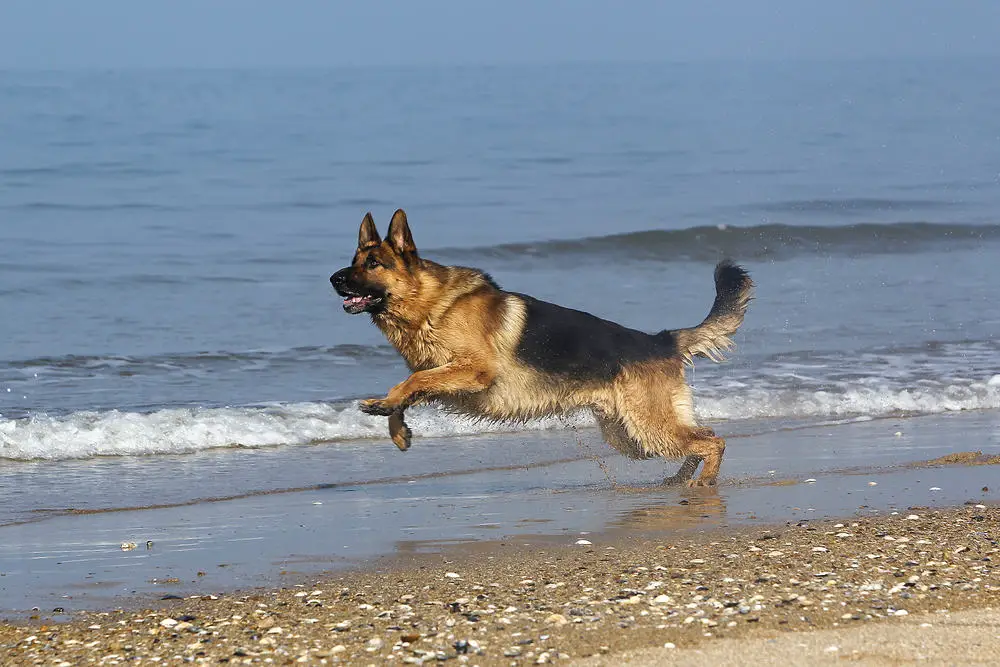 Schäferhund am Strand