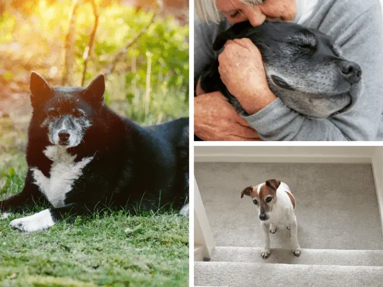 11 Tipps, um deinem Seniorhund den Alltag zu erleichtern