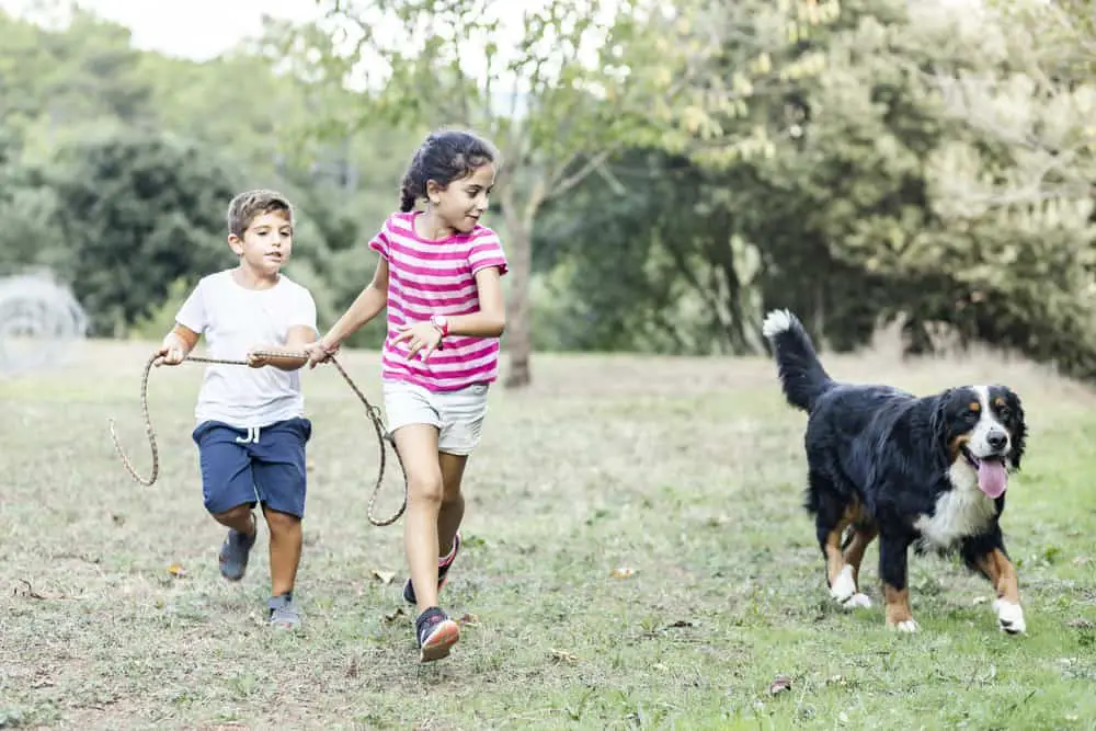 Zwei Kinder spielen mit ihrem Berner Sennenhund