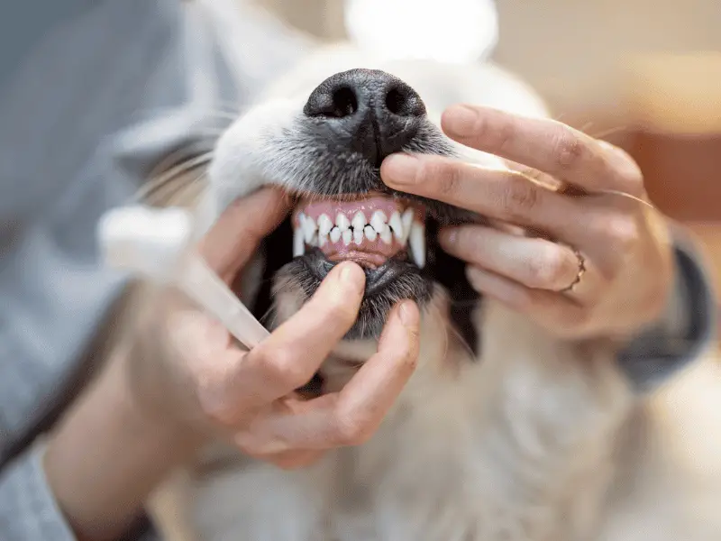 alter hund verliert zähne