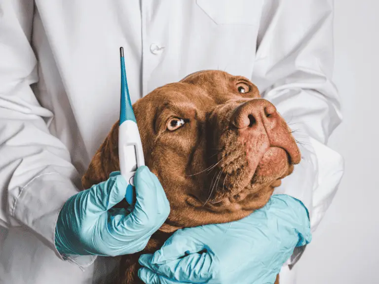 Wann hat ein Hund Fieber? – Symptome & schnelle Hilfe erkennen