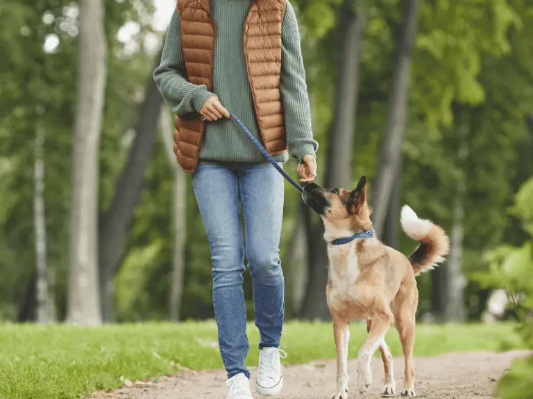 Wie oft muss ein Hund Gassi gehen? – Der tägliche Spaziergangsrhythmus
