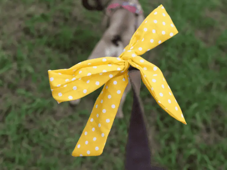 Was bedeutet eine gelbe Schleife an der Hundeleine?