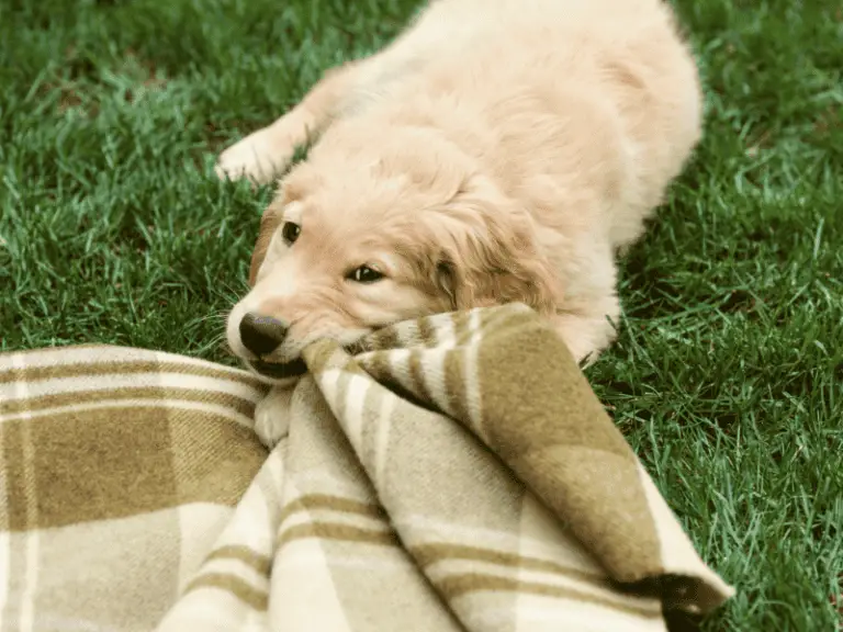Mein Hund nuckelt an seiner Decke: Gründe & Tipps