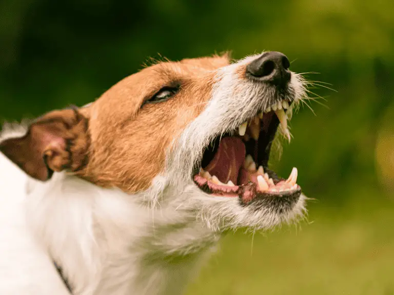 10 Gründe warum dein Hund schnappt