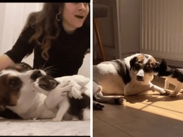 Trauernder Hund findet Trost in einem ausgesetztem Kätzchen