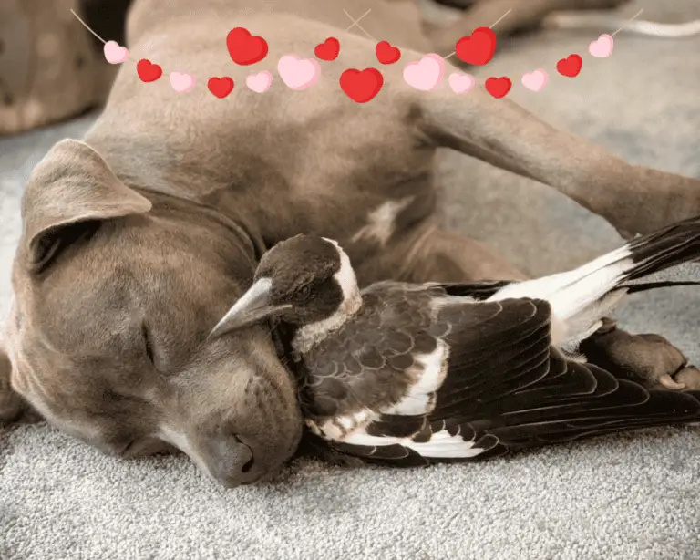 Ein bellender Vogel und seine Hündin: Die Unglaubliche Freundschaft zwischen Elster und Hund