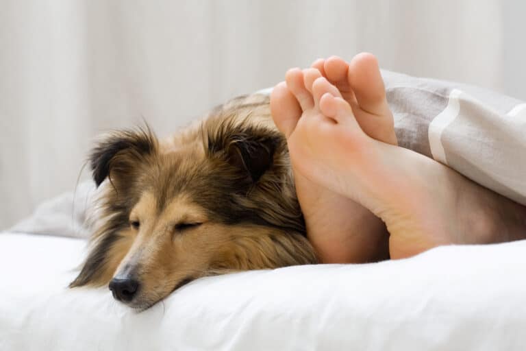 Warum dein Hund nicht alleine schlafen will – und wie du es ihm beibringst