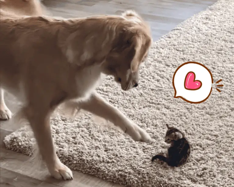 Golden Retriever Lucy trifft Katzen-Baby und schließt es sofort ins Herz