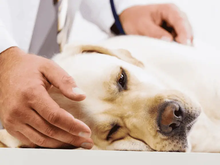 Osteosarkom beim Hund: unheilbarer Knochenkrebs