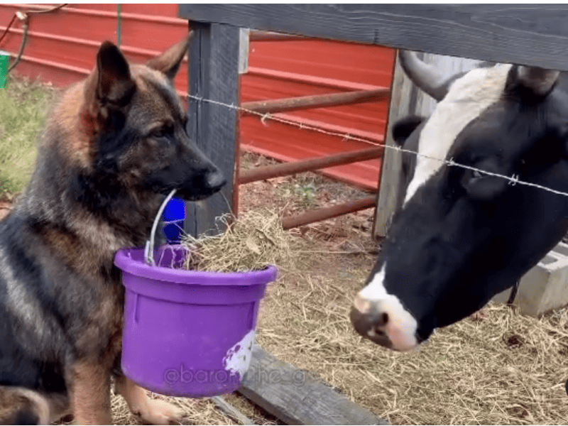 schäferhund füttert kuh