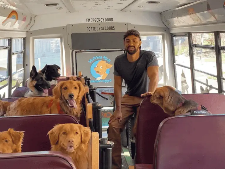 Mann verwandelt Schulbus in ein Abenteuermobil für Hunde