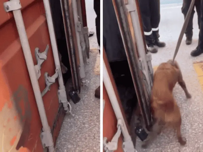 Hund aus Schiffscontainer gerettet nach über einer Woche ohne Wasser und Nahrung