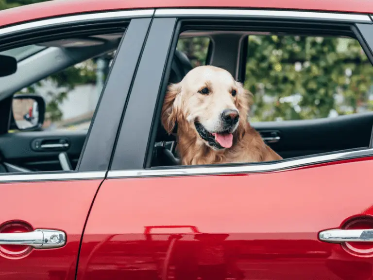 Studie beweist: Hunde fahren lieber in Elektroautos anstatt Dieselautos